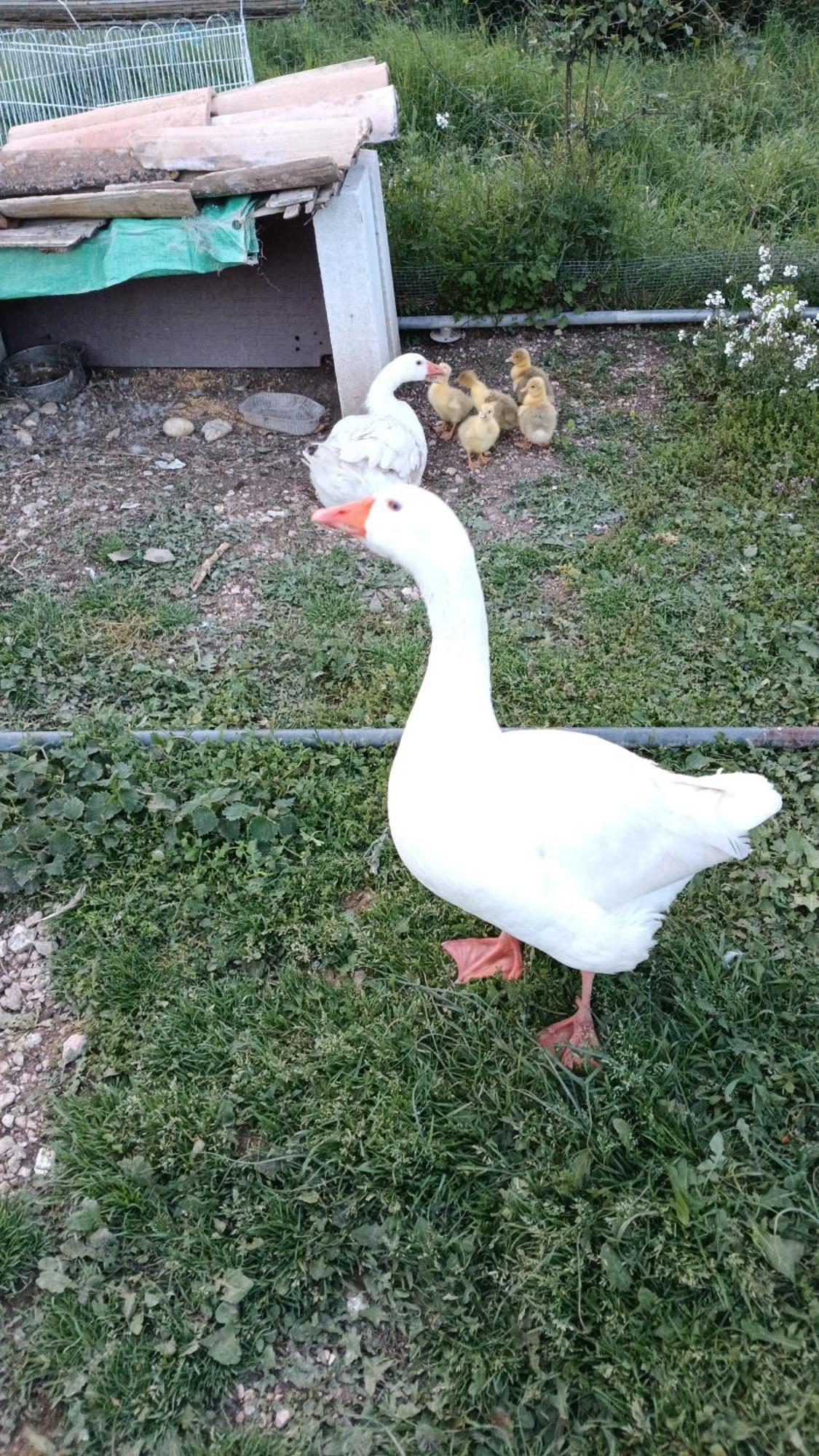 Agriturismo Campagna In Compagnia 발로 디 네라 외부 사진